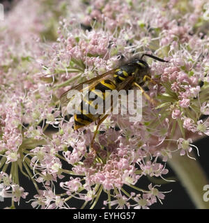 Wespe, Vespula germanica,, Banque D'Images