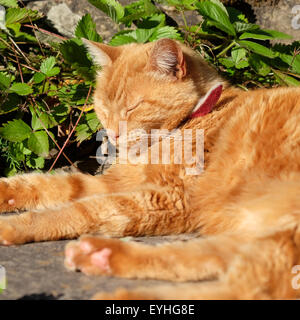 Le gingembre cat dormir dans le jardin en été soleil UK Banque D'Images