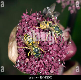 Wespe, Vespula germanica,, Banque D'Images