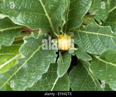 Alraune ; Mandragora officinarum, Banque D'Images