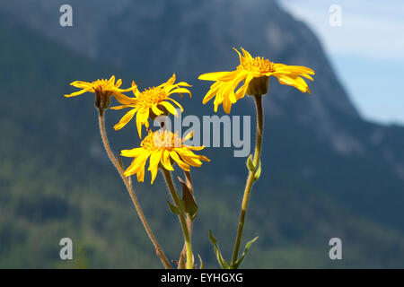 Arnika ; Arnica montana ; Gebirgspflanze ; Banque D'Images