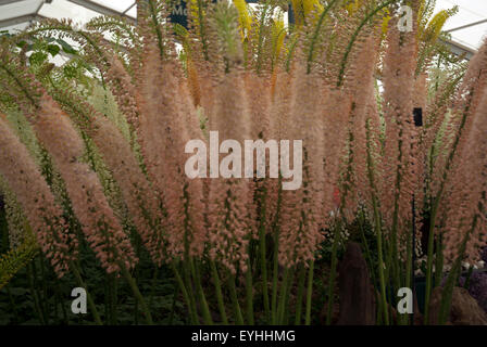 Sétaire verte lys - Eremurus - floraison dans un jardin à l'ouest de Londres, Angleterre, Royaume-Uni Banque D'Images