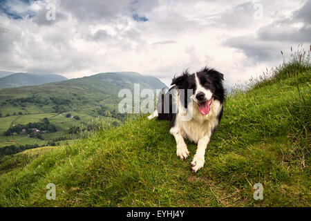 Un Border Collie sur une montagne Banque D'Images