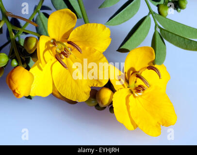 Chinesische Senna, Senna, Cassia Banque D'Images