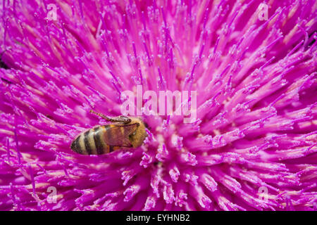 Détails d'une Macro Apis abeille venant butiner une Asteraceae chardon pourpre de cellules. Banque D'Images