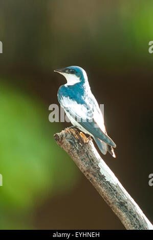 Tachycineta albilinea, Hirondelle à front blanc, l'ONAP Lagoon, NP, Équateur Yasuni Banque D'Images