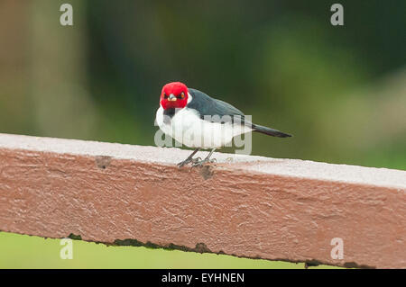 Paroaria gularis, Red-capped Cardinal, Napo, Lagoon NP, Équateur Yasuni Banque D'Images