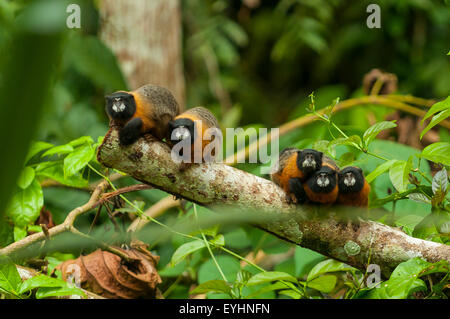 Saguinus tripartitus, singes Tamarin, NP Yasuni, Napo, Equateur Banque D'Images