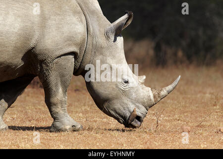 Le rhinocéros blanc (Ceratotherium simum) Vue de profil libre - Parc National Kruger (Afrique du Sud) Banque D'Images