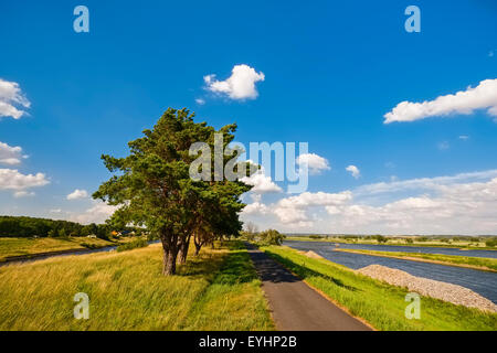 La piste cyclable d'Oder-Neisse à fleuve Oder, Hohensaaten, Brandenburg, Allemagne Banque D'Images