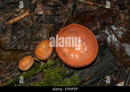 Cookeina sp. Champignon coupe de Yasuni NP, Equateur Banque D'Images