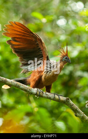 Opithocamus Opisthocomus Hoatzin, Stinkbird, fleuve Napo, l'Equateur, Banque D'Images