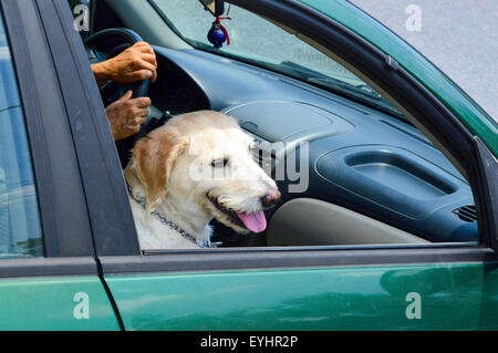 Cute golden retriever dog équitation dans une voiture alors qu'il était assis comme des avec sa langue à la recherche d'une fenêtre Banque D'Images