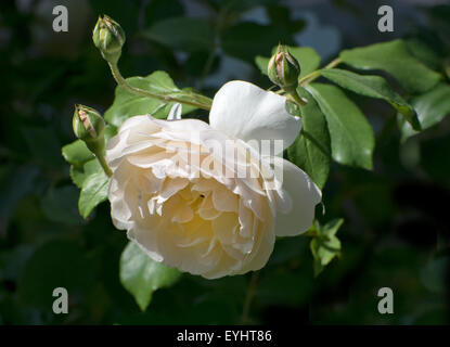 Lichfield Angel rose par David Austin. Banque D'Images