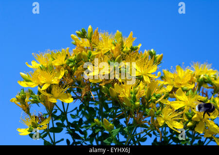 Johanniskraut Hypericum perforatum,,, Banque D'Images