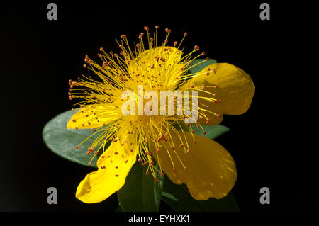 Johanniskraut, Hypericum calycinum, Kelchartiges,, Banque D'Images