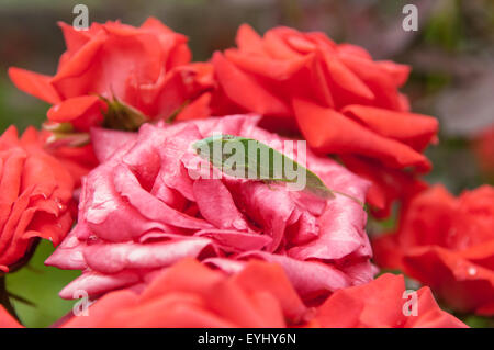 L'État de Parana, Brésil. Katydid Green bush cricket (Tettigoniidae) sur une rose rouge. Banque D'Images