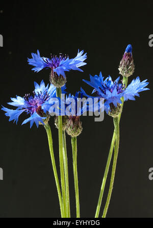 Kornblume, Centaurea cyanus, Heilpflanzen, Banque D'Images