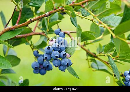 Close up d'un bouquet de bleuets sur une myrtille bush. Banque D'Images