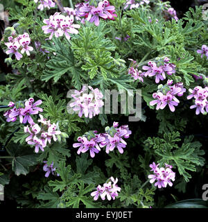 Rosengeranie, Pelargonium graveolens, Heilpflanzen, - Banque D'Images