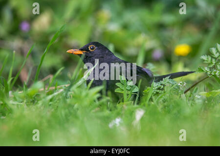 Merle noir (Turdus merula) mâle de nourriture dans l'herbe sur le terrain Banque D'Images