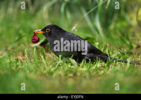 Merle noir (Turdus merula) mâle eating cherry sur le terrain en jardin Banque D'Images