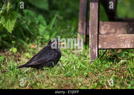 Merle noir (Turdus merula) de nourriture des hommes sur le terrain en jardin Banque D'Images