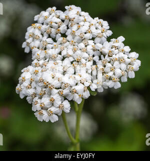 / Commune / usine saignement de poivre du vieil homme / devil's / ortie / sanguinaires l'achillée millefeuille (Achillea millefolium) en fleurs Banque D'Images