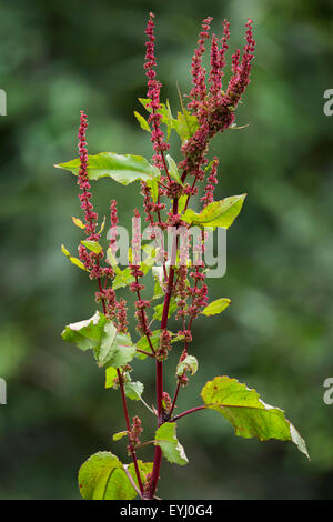 Dock à larges feuilles / dock / bluntleaf amer dock / dock feuille / beurre (Rumex obtusifolius) Banque D'Images