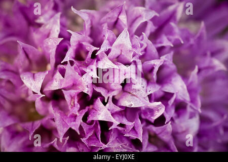 Closeup macro photo de fleur, ciboulette Allium schoenoprasum, dans un jardin à Larkollen à Rygge kommune, la Norvège. Banque D'Images