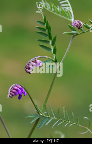 Vesce jargeau / vache / vesce vesce vesce boréale / oiseaux (Vicia cracca) en fleurs Banque D'Images