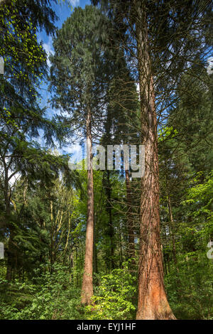 Le séquoia géant séquoia géant / / Sierra Sierra / bois rouge bois rouge / Wellingtonia (Sequoiadendron giganteum) dans parc européen Banque D'Images