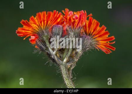 Fox-et-louveteaux / orange / épervière épervière fauve / devil's paintbrush (Hieracium aurantiacum / Pilosella aurantiaca) en fleurs Banque D'Images