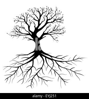 arbre avec des racines Banque D'Images