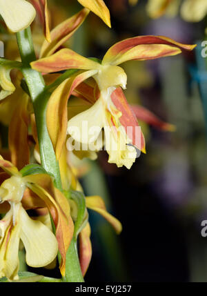 Sanguisorba 'Kozu Orchidée hybride - Purple' Banque D'Images