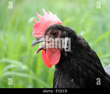 Une gamme de noir poule dans un champ, près de la tête et du cou, gloussant Banque D'Images