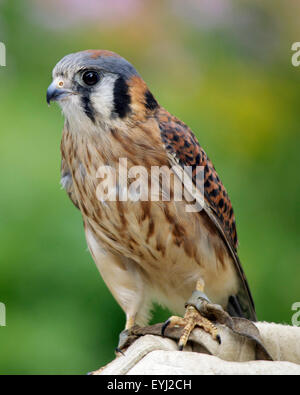 Une femelle Crécerelle d'Amérique (Falco sparverius) sur le gant d'un fauconnier. Banque D'Images