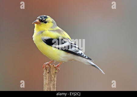 Un Chardonneret jaune (Carduelis tristis) c'est le printemps à partir de la mue plus vibrant jaune plumage nuptial d'été Banque D'Images