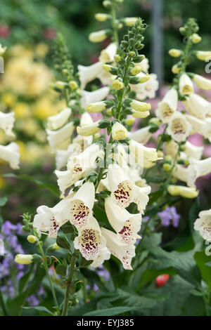 Digitalis Purpurea Crème dalmates. Foxglove Banque D'Images