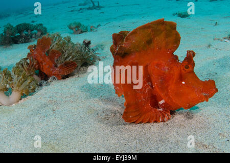 Un volet de pagaie rascasses, Rhinopias eschmeyeri, Padang Bai, Bali, Indonésie, l'Océan Pacifique Banque D'Images