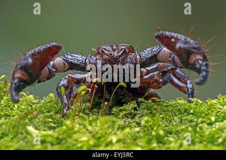 Scorpion Pandinus imperator (Empereur) Banque D'Images