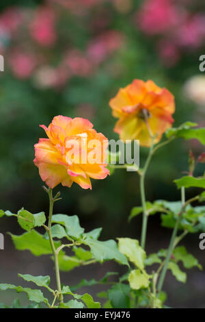 Rose. Tanarasah Rosa 'Sahara' dans un jardin anglais. UK Banque D'Images