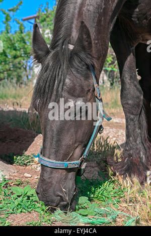 Cheval noir dans l'environnement vert Banque D'Images