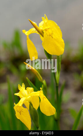 Sumpfschwertlilie ; Iris pseudacorus ; Banque D'Images