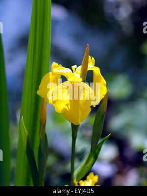 Sumpfschwertlilie, Iris pseudacorus, Banque D'Images