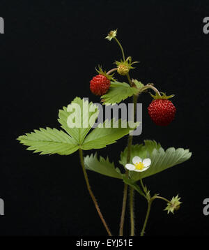 Walderdbeere, Fragaria vesca, Heilpflanzen, Banque D'Images