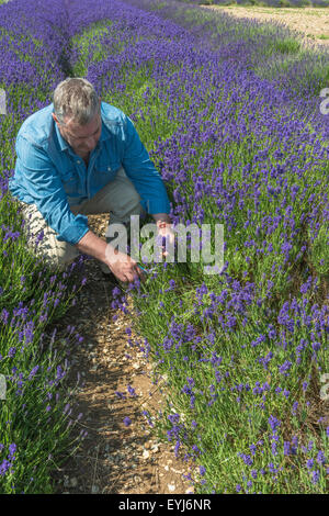 Un homme la collecte des fleurs de lavande dans champ de lavande à l'été Banque D'Images