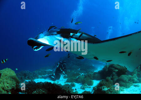 Manta (Manta birostris) Approche de près, avec des plongeurs dans l'arrière-plan, Komodo, Indonésie Banque D'Images