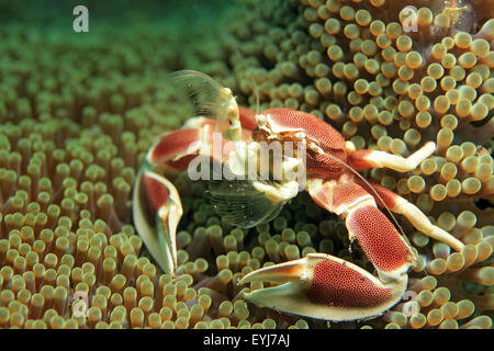 Crabe Porcelaine maculée (Neopetrolisthes maculatus) dans une anémone, filtrage de l'eau pour l'alimentation. Puri Jati, Bali, Indonésie Banque D'Images