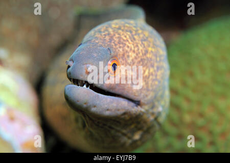 Close-up of a yellow-chevrons Moray (Gymnothorax Flavimarginatus). Padang Bai, Bali, Indonésie Banque D'Images